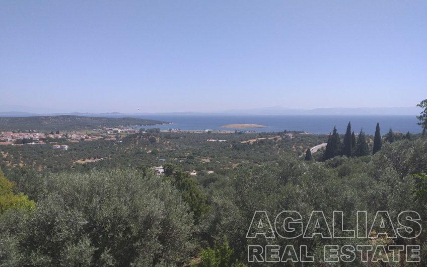 Αφάλωνας Νο1