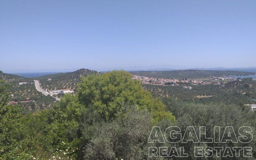 Αφάλωνας Νο1